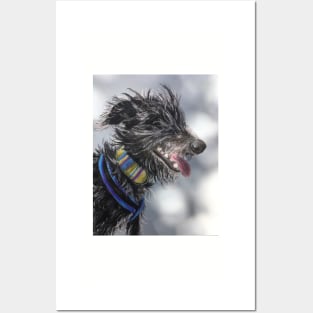 Beddy Whippet Scruffy Lurcher Posters and Art